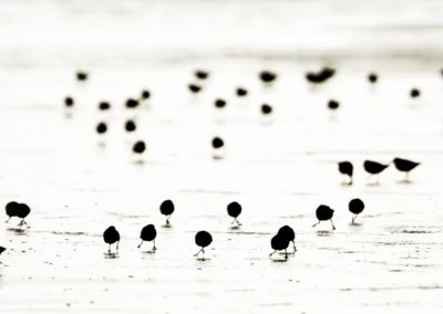 Foto van een vogel gemaakt door Nature Talks workshopbegeleider Mathijs Frenken