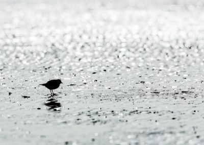 Foto van een vogel gemaakt door Nature Talks workshopbegeleider Mathijs Frenken