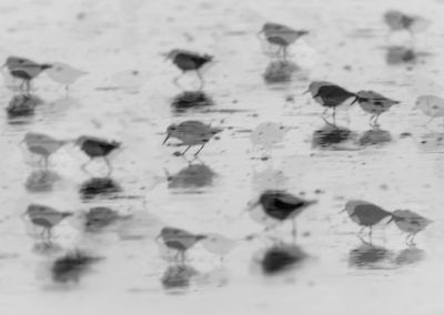 Foto van een vogel gemaakt door Nature Talks workshopbegeleider Mathijs Frenken