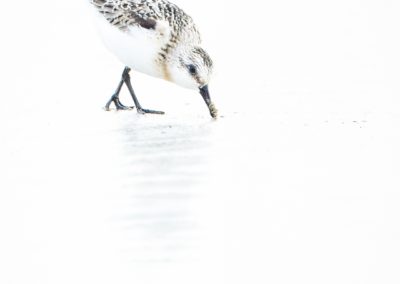 Foto van een vogel gemaakt door Nature Talks workshopbegeleider Mathijs Frenken