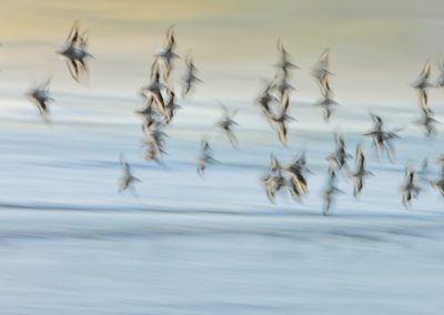 Foto van een vogel gemaakt door Nature Talks workshopbegeleider Mathijs Frenken