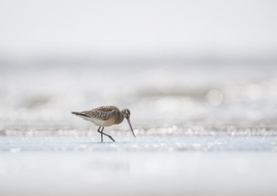 Foto van een vogel gemaakt door Nature Talks workshopbegeleider Mathijs Frenken