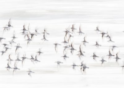 Foto van een vogel gemaakt door Nature Talks workshopbegeleider Mathijs Frenken