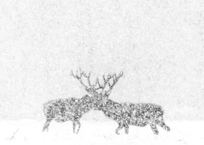 Kevin Berghmans (BE) | Red deer in white