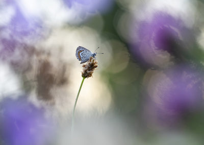 Foto van een heidetipje gemaakt door Nature Talks workshopbegeleider Bianca Blonk