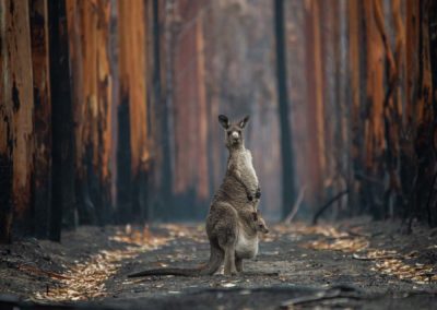 Jo-Anne McArthur (CA) | Hope in a Burned Forest