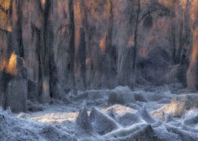 Basileo Stanislao (IT) | Il Bosco Incanato