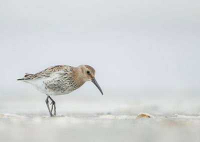 Foto van een vogel gemaakt door Nature Talks workshopbegeleider Mathijs Frenken