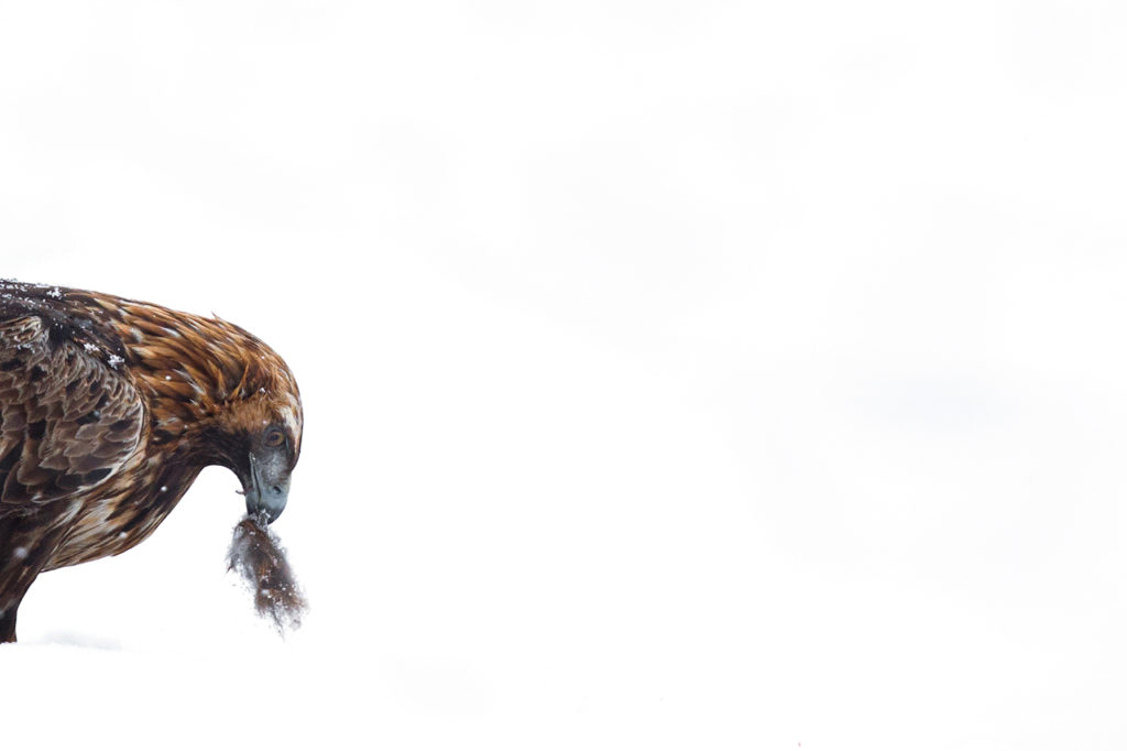Foto van arend tijdens winterse fotoreis naar Finland gemaakt door Nature Talks reisbegeleider Stefan Gerrits