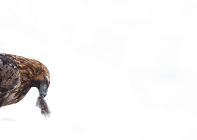 Foto van arend tijdens winterse fotoreis naar Finland gemaakt door Nature Talks reisbegeleider Stefan Gerrits