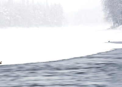 Foto van vogels in winters landschap in Finland gemaakt door Nature Talks reisbegeleider Stefan Gerrits