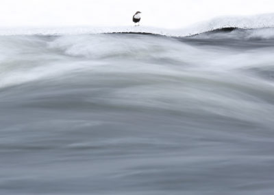 Foto van vogel tijdens winterse fotoreis naar Finland gemaakt door Nature Talks reisbegeleider Stefan Gerrits