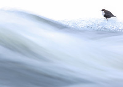 Foto van vogel tijdens winterse fotoreis naar Finland gemaakt door Nature Talks reisbegeleider Stefan Gerrits