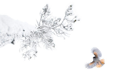 Foto van vogel tijdens winterse fotoreis naar Finland gemaakt door Nature Talks reisbegeleider Stefan Gerrits