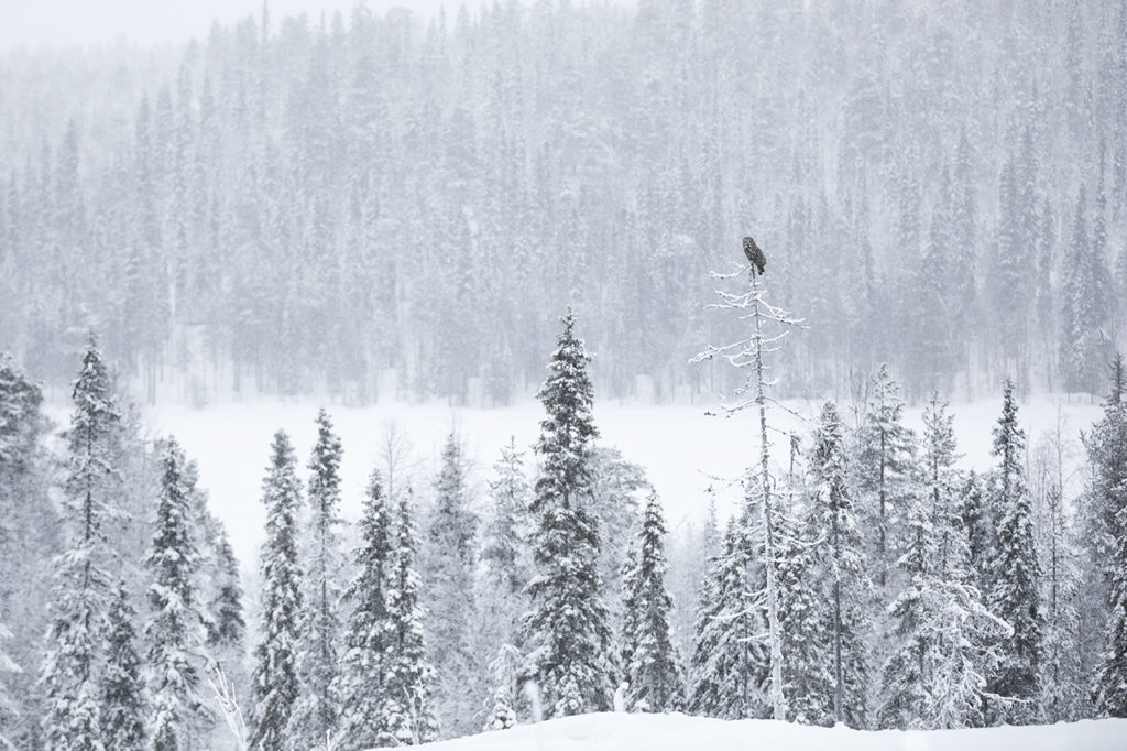 Foto van uil in winters en besneeuwd landschap in Finland gemaakt door Nature Talks reisbegeleider Stefan Gerrits