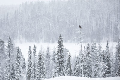 Foto van uil in winters en besneeuwd landschap in Finland gemaakt door Nature Talks reisbegeleider Stefan Gerrits