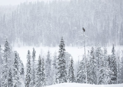 Foto van uil in winters en besneeuwd landschap in Finland gemaakt door Nature Talks reisbegeleider Stefan Gerrits