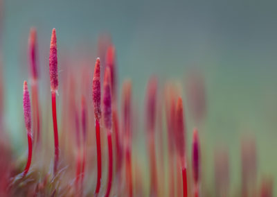 Macrofoto van haarmos gemaakt door Nature Talks fotoworkshopbegeleider Yvon van der Laan