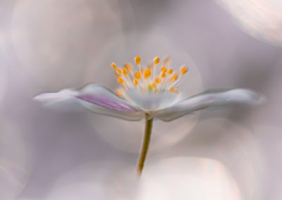 Een tere bosanemoon met een mooie bokeh achtergrond gefotografeerd door Nature Talks workshopbegeleider Yvon van der Laan