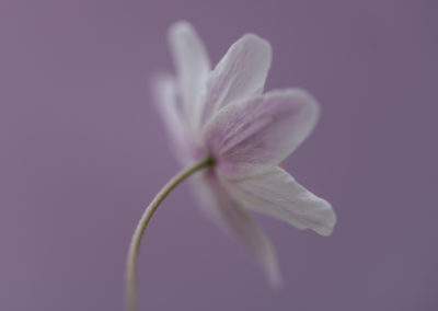 Een fragiele bosanemoon met lila achtergrond gefotografeerd door Nature Talks workshopbegeleider Yvon van der Laan