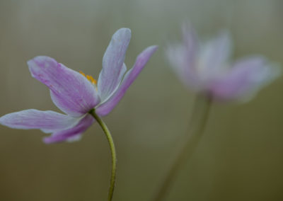 Een bosanemoon gefotografeerd door Nature Talks workshopbegeleider Yvon van der Laan