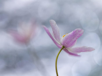 Fotoworkshop bosanemonen fotograferen nabij Drentse Roden