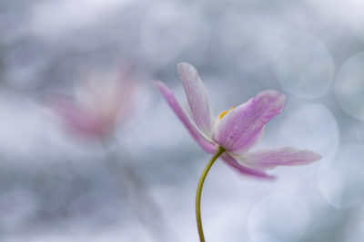 Een fragiele bosanemoon gefotografeerd door Nature Talks workshopbegeleider Yvon van der Laan