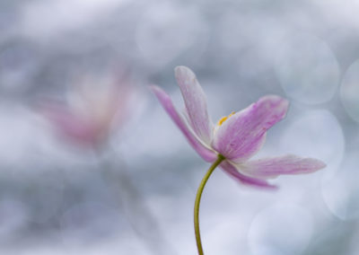 Een fragiele bosanemoon gefotografeerd door Nature Talks workshopbegeleider Yvon van der Laan