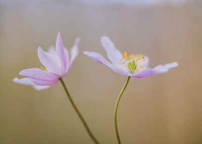 Twee bosanemonen gefotografeerd door Nature Talks workshopbegeleider Yvon van der Laan