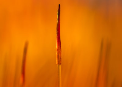 Macrofoto van haarmos gemaakt door Nature Talks fotoworkshopbegeleider Yvon van der Laan