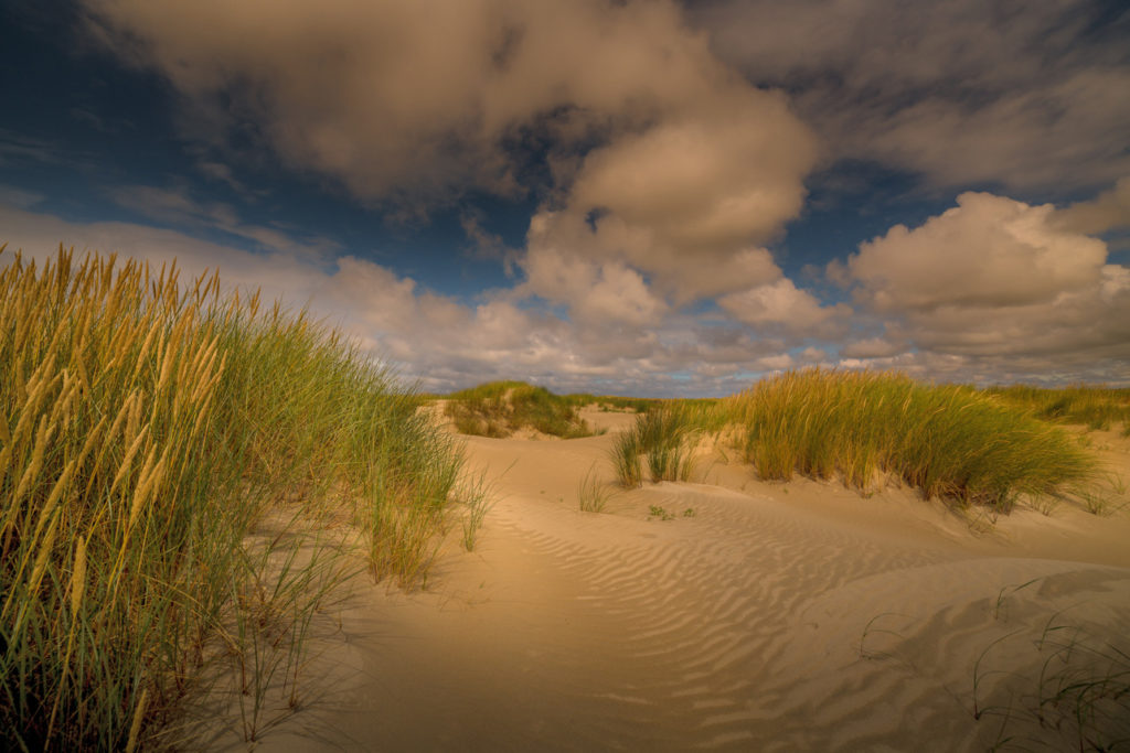 Foto van de duinen van Texel gemaakt door natuurfotograaf Andy Luberti