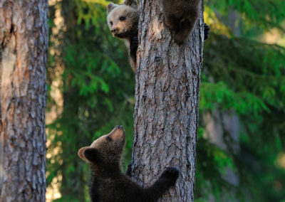 Fotoreis-Finland-3-jonge-beertjes-klimmen-in-een-boom
