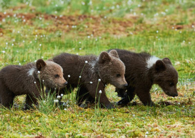 Fotoreis-Finland-3-welpen-lopen-door-Finse-taiga