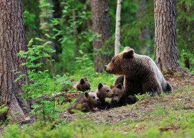 Fotoreis-Finland-beer-met-vier-welpen