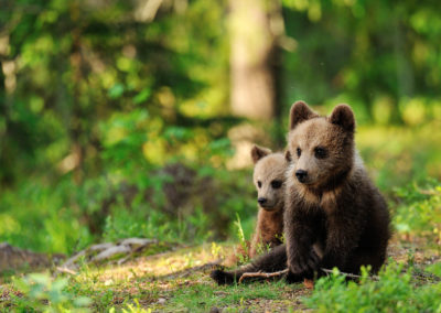 Fotoreis Finland met twee jonge beren welpen