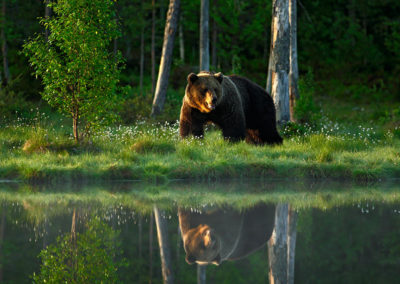 Fotoreis-Finland-eurpoese-bruine-beer-met-reflectie-langs-het-meer