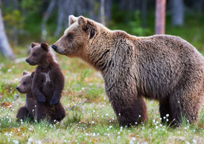 Fotoreis-Finland-met-welpen