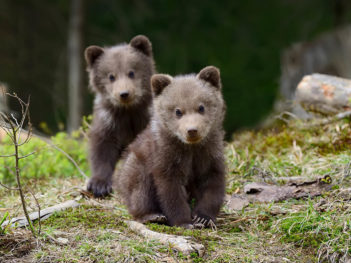 Fotoreis Finland: Grote beren en hun pluizige kleine welpjes