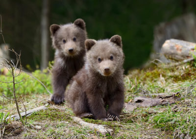 Fotoreis-Finland-twee-jonge-beertjes