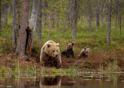 Fotoreis-Finland-twee-jonge-beertjes-met-moeder-bij-moeras