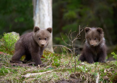 Fotoreis-Finland-twee-jonge-beertjes-op-de-grond