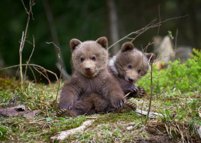 Fotoreis-Finland-twee-schattige-jonge-beertjes