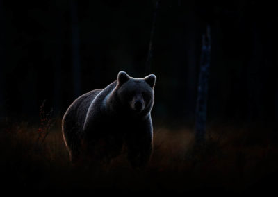Fotoreis-Finland-volwassen-beer-in-de-avondlicht.