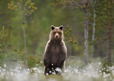 Fotoreis-Finland. Europese-bruine-beer-op-zijn-achterpoten.jpg