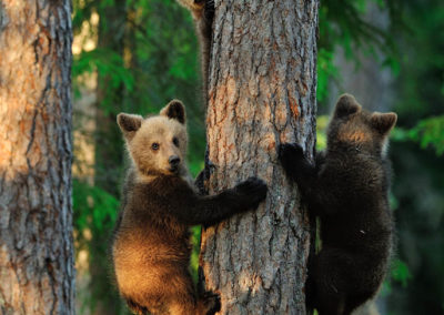 Fotoreis-Finland. Jonge-beertje-klimmen-in-de-boom