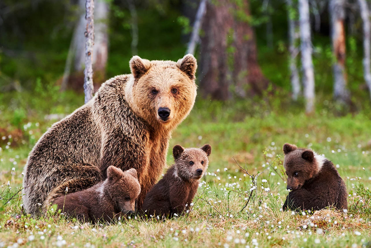 Fotoreis-Finland. Moeder-beer-met-haar-welpen