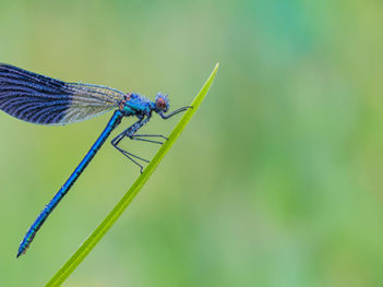 Foto 3-daagse Drenthe: Natuurfotografie Workshops Lente in Drenthe