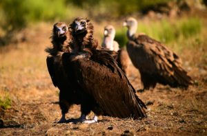 Monnniksgieren en vale gieren tijdens fotoreis Spanje in een fotohut