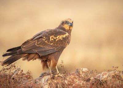 Bruine kiekendief op de grond fotoreis Spanje in een fotohut