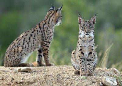 Fotoreis Spanje met de Pardellynx, Ibersiche Lynx en Spaande Lynx. Fotuhutten fotografie